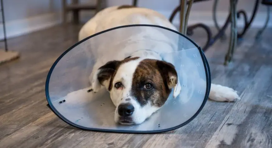 Perro con collar isabelino recuperándose. Averigua cuanto vale castrar un perro para su bienestar.