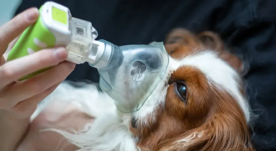 Un perro recibe tratamiento con nebulizador para edema pulmonar. La esperanza de vida de perro con edema pulmonar mejora con cuidados.