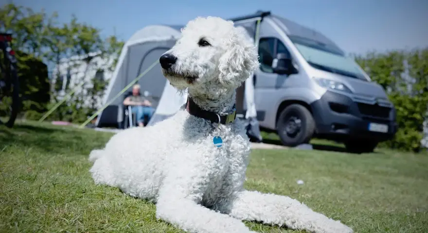 Un caniche gigante sin pelar descansa en el césped, con una tienda de campaña y una furgoneta camper al fondo.