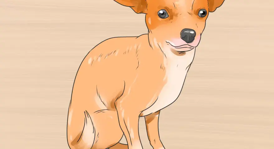 Un adorable chihuahua cachorro sentado, listo para aprender sobre sus cuidados.