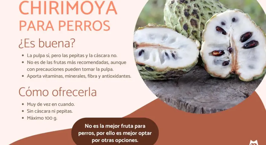 Chirimoya para perros: la pulpa es comestible, pero sin pepitas ni cáscara. No es la fruta más recomendada, aunque aporta nutrientes.
