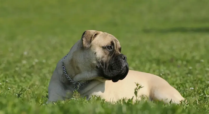 Un majestuoso bullmastiff descansa en la hierba verde, con su collar plateado brillando bajo el sol.