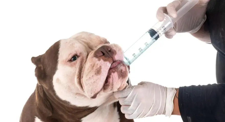 Un perro recibe medicina de una jeringa. La frecuencia con la que se desparasita a un perro depende de su estilo de vida y la recomendación veterinaria.