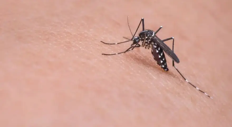 Un mosquito, vector de la leishmaniasis, se posa sobre la piel.