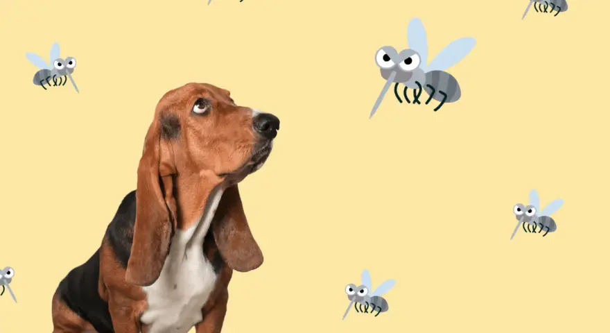 Un basset hound mira con recelo a varios mosquitos animados. ¡Cuidado con la leishmania en perros!