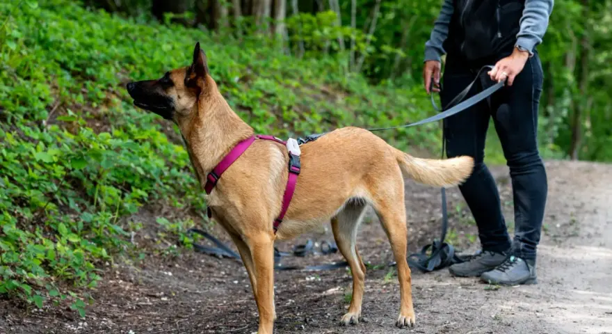 Perro de **mantrailing perros** con arnés rosa, atento en un sendero boscoso, guiado por su dueño.