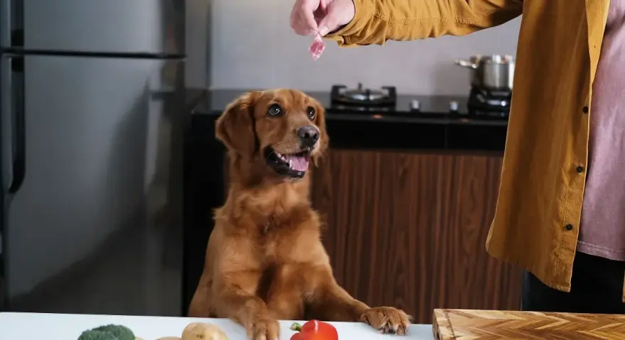 Un perro golden retriever espera ansioso un trozo de carne, mientras en la mesa hay ingredientes para comida para perros hecha en casa.