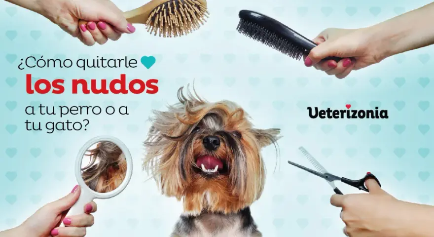 ¿Cómo quitarle los nudos a tu perro o gato? Cepillos, tijeras y un espejo para ayudarte a desenredar el pelo.