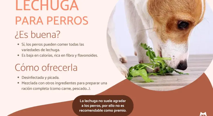 Un perro come lechuga fresca. Sí, los perros pueden comer lechuga, es baja en calorías y rica en fibra.