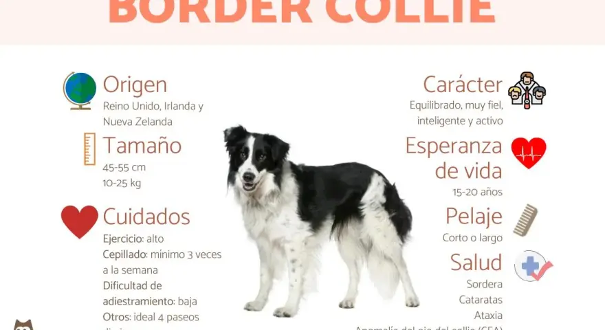 Un Border Collie, uno de los tipos de collie, con información sobre su origen, tamaño, cuidados, carácter y salud.
