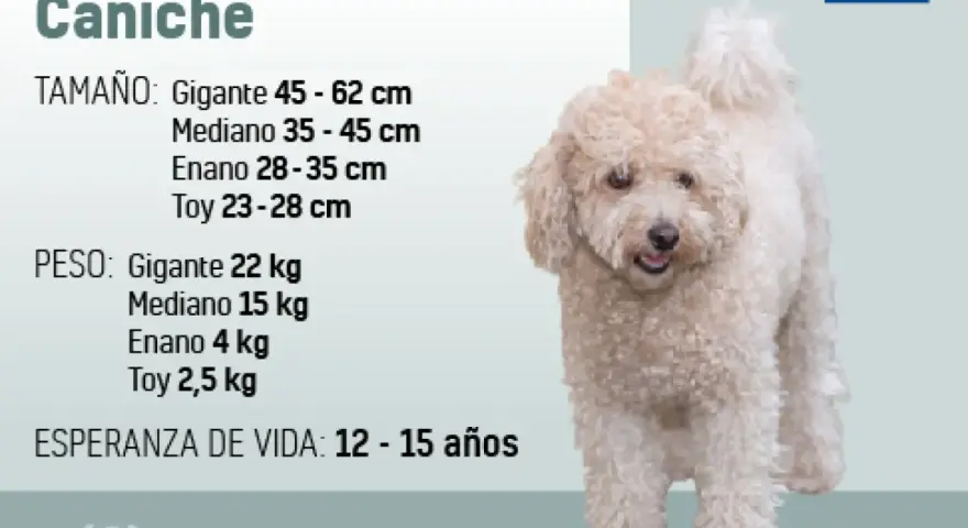 Un caniche de pelaje rizado y color crema, con información sobre su tamaño, peso y esperanza de vida.