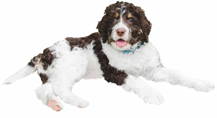 Un juguetón bernedoodle mini, con pelaje rizado blanco y marrón, mira con ojos curiosos y la boca abierta, listo para jugar.