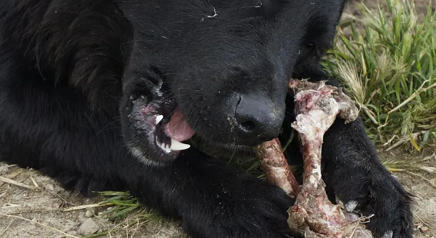 Perro negro masticando un hueso con carne. Los huesos se deshacen en el estómago de los perros, un festín natural.