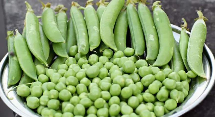 Un plato lleno de guisantes frescos, tanto en vaina como sueltos. ¡Una delicia que hasta los perros pueden comer guisantes!