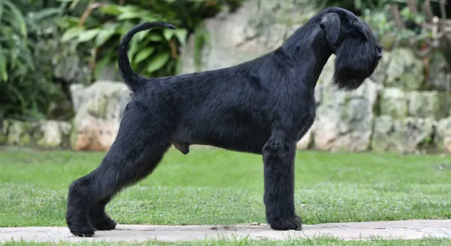 Un imponente schnauzer gigante negro, con su característico bigote, posa orgulloso en un jardín.