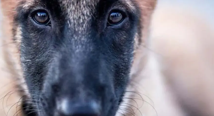 Ojos tristes de un perro maltratado, reflejando la esperanza de cómo quitar el miedo a un perro maltratado con paciencia y amor.
