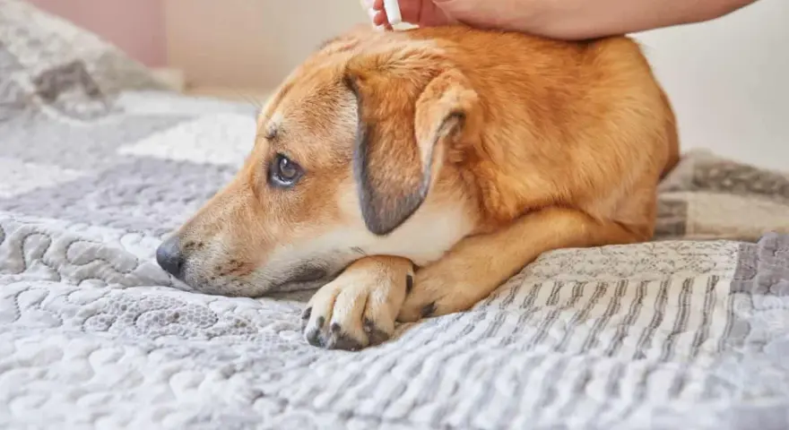 Un perro triste recibe tratamiento antiparasitario. Es vital recordar que puede morir un perro por lombrices si no se trata.