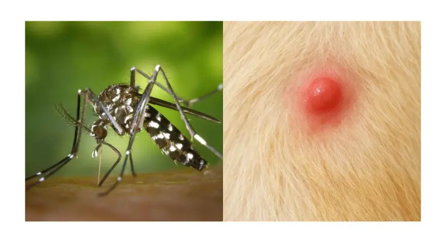 Mosquito listo para picar a un perro. La imagen muestra un mosquito y una picadura roja e inflamada en la piel de un perro.