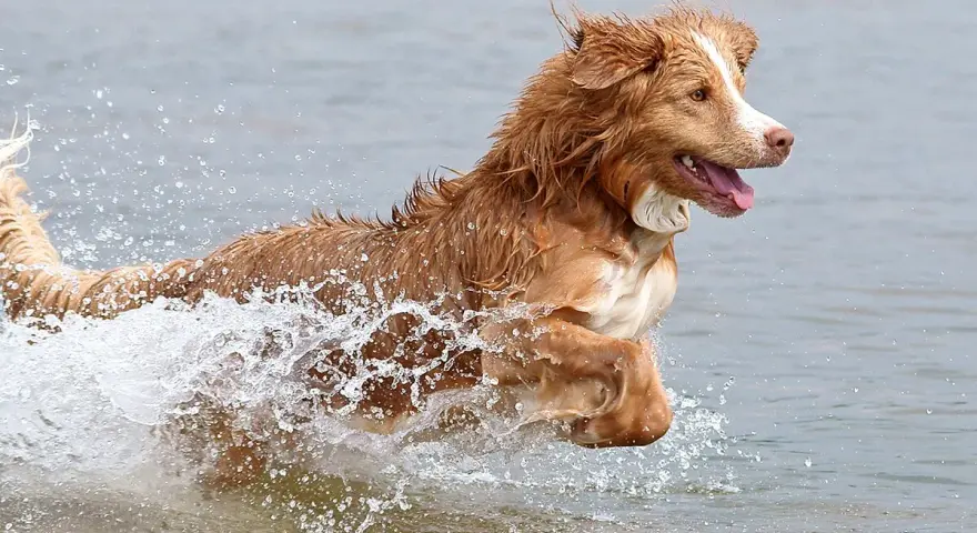 Un alegre retriever de nueva escocia salta a través del agua, creando una gran salpicadura.