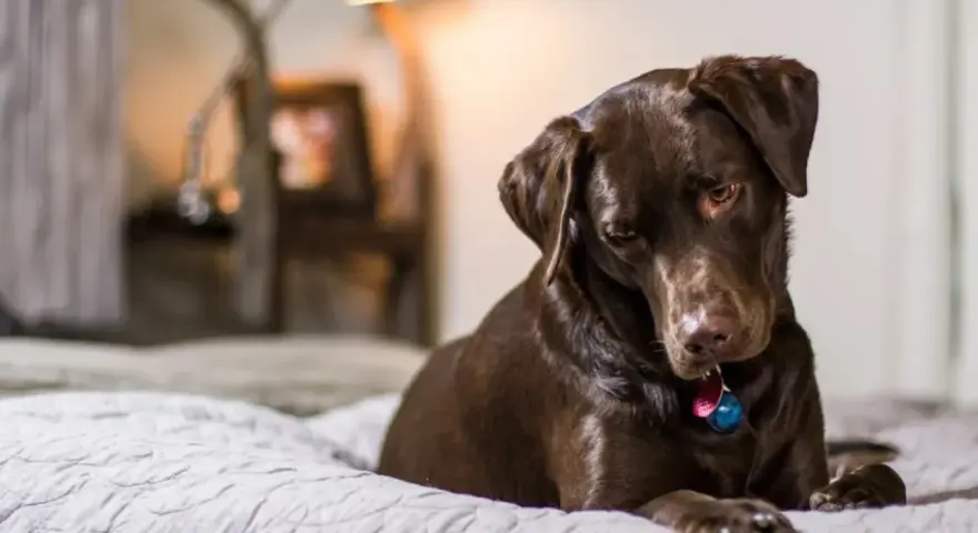Un perro chocolate descansa en una cama, quizás pensando en los 50 gestos de los perros y su significado.