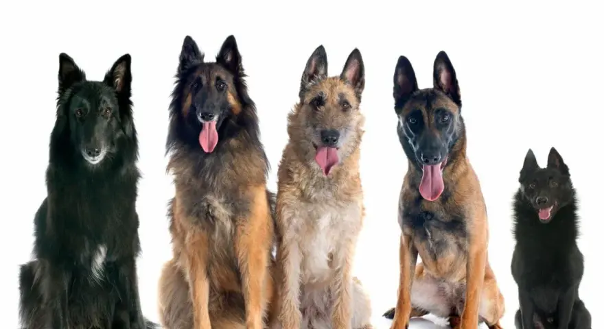 Cinco perros pastor belga, de diferentes colores y pelajes, sentados y mirando al frente con la lengua fuera.