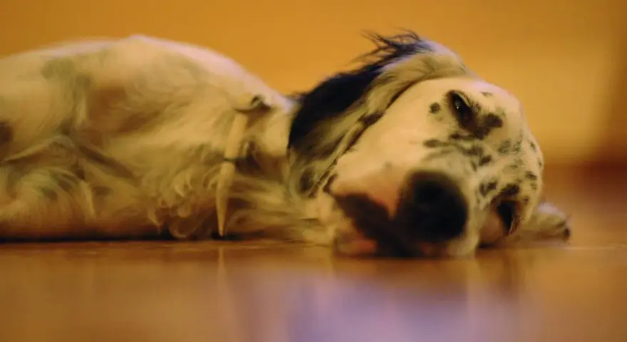 Un perro triste, con manchas negras y blancas, yace en el suelo.