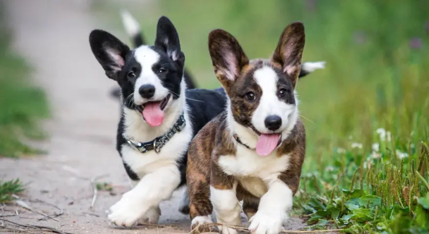 Dos cachorros corgi perro corren alegres por un camino de tierra, con sus lenguas afuera y orejas puntiagudas.