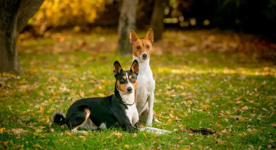 Dos basenjis, uno negro y tricolor, y otro blanco y rojizo, posan en un parque otoñal cubierto de hojas caídas.