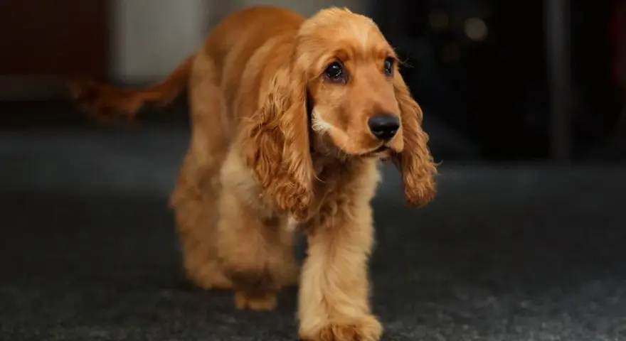 Un cachorro de cocker dorado camina con sus largas orejas caídas. Hay varios tipos de cocker, y este es un ejemplo encantador.