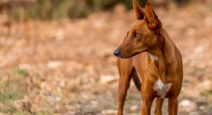 Un podenco maneto de pelaje rojizo, con orejas puntiagudas y atentas, mira hacia la derecha en un campo seco.