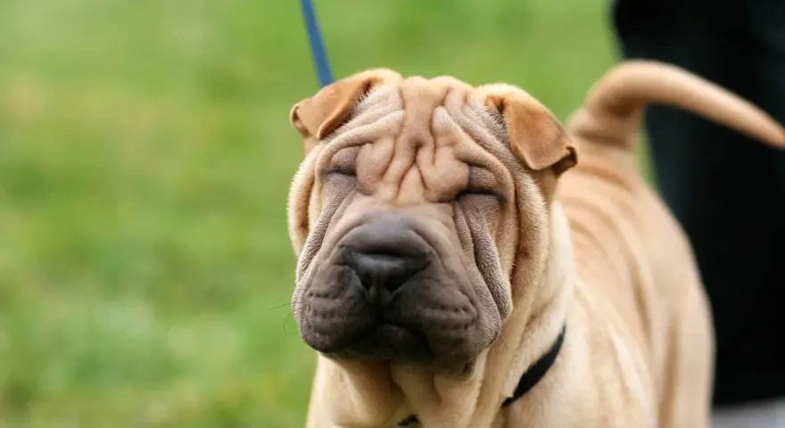 Un adorable shar pei americano con su cara arrugada y ojos cerrados, disfrutando del día al aire libre.