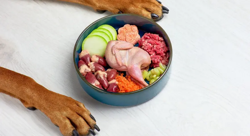 Un perro espera ansioso su dieta cocinada: un festín de codorniz, corazones, carne picada y verduras frescas en un cuenco azul.