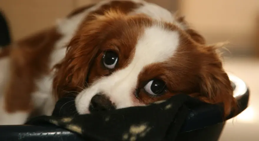 Un tierno cachorro llora por la noche, con sus grandes ojos tristes mirando desde su cama.