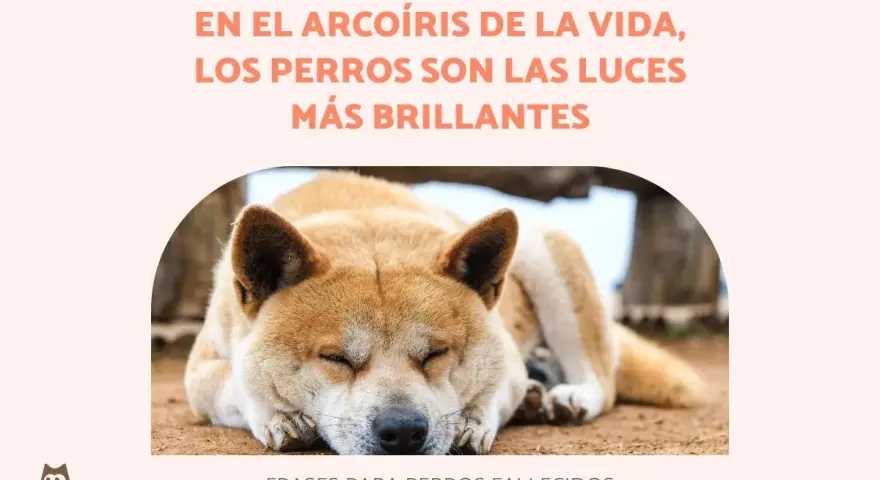 Un perro duerme plácidamente, evocando bonitas frases de adiós a mi mascota. El texto dice: "En el arcoíris de la vida, los perros son las luces más brillantes".