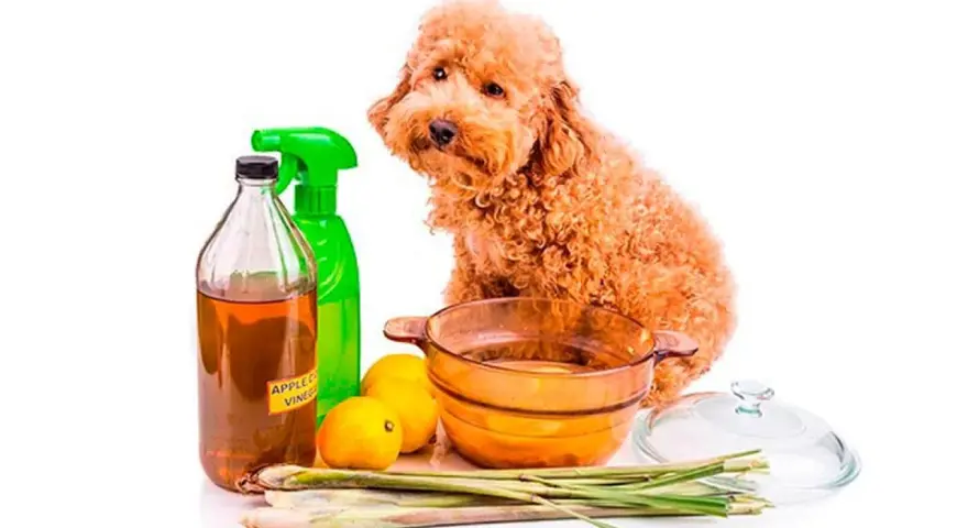 Un perro poodle mira mientras se preparan remedios caseros para pulgas en perros: vinagre de manzana, limones y hierbas.