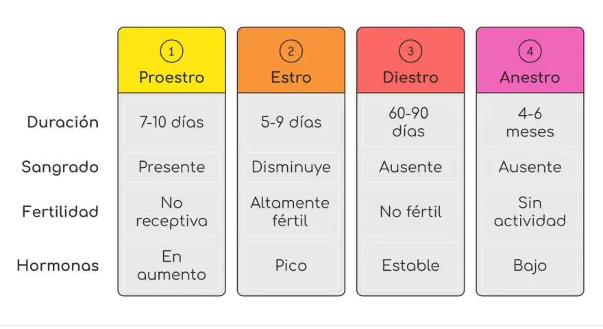 Tabla que detalla cuánto dura el celo de una perra: Proestro (7-10 días), Estro (5-9 días), Diestro (60-90 días) y Anestro (4-6 meses).
