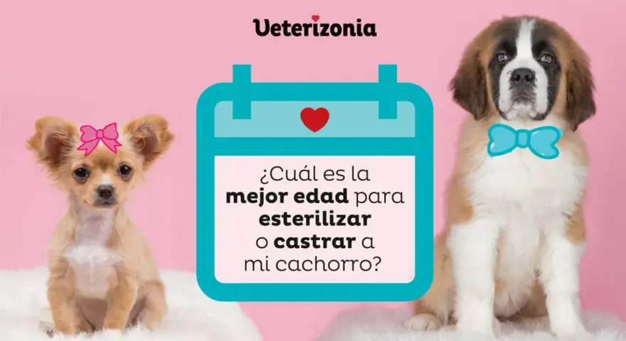 Un chihuahua con lazo rosa y un San Bernardo con pajarita azul preguntan: ¿cuál es la mejor edad para esterilizar o castrar a mi cachorro?