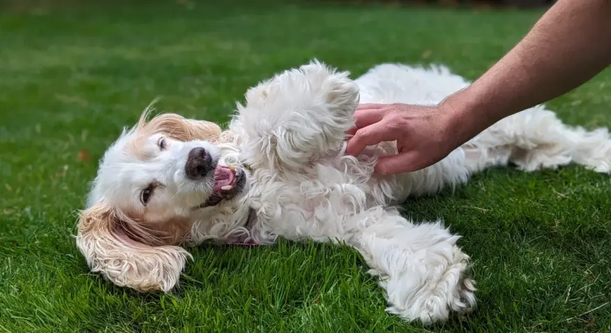 Un perro blanco y esponjoso se revuelca feliz en la hierba mientras una mano le hace cosquillas en la barriga. ¡Los perros tienen cosquillas y este lo demuestra!