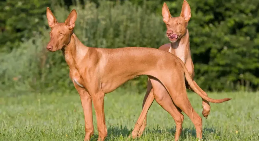 Dos perros de tipos de podenco, de pelaje rojizo y orejas grandes, posan en un prado verde.