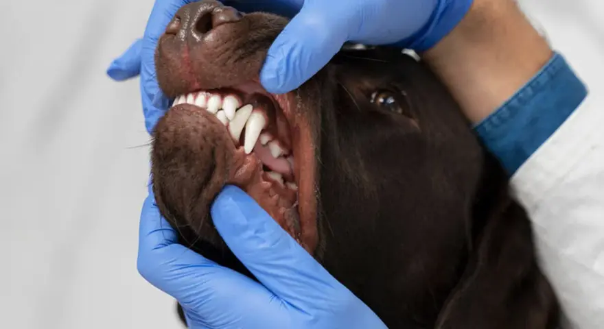 Un veterinario examina la boca de un perro, mostrando sus dientes blancos y afilados. Los perros tienen dientes de leche, que luego son reemplazados por los permanentes.