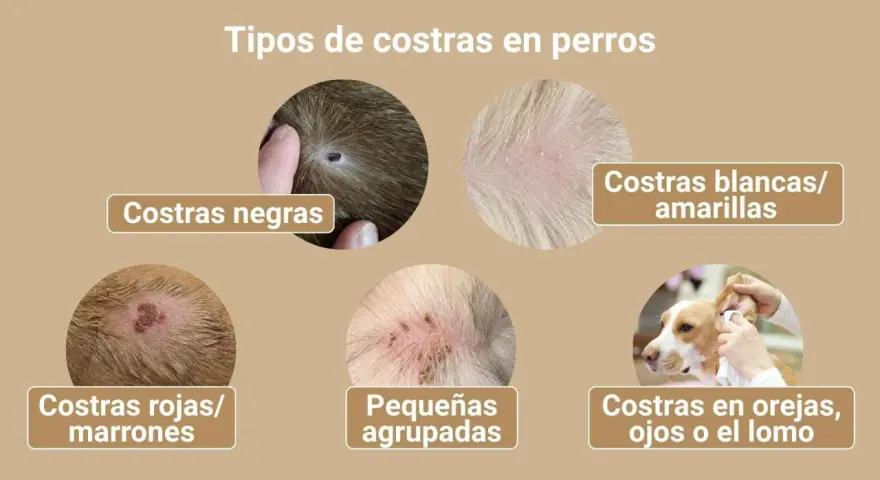 Ilustración muestra varios tipos de costras en perros, como negras, blancas/amarillas, rojas/marrones, pequeñas agrupadas y en orejas, ojos o lomo, indicando posibles síntomas de sarna.