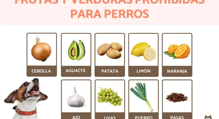 Lista de que frutas no pueden comer los perros: cebolla, aguacate, patata, limón, naranja, ajo, uvas, puerro y pasas.