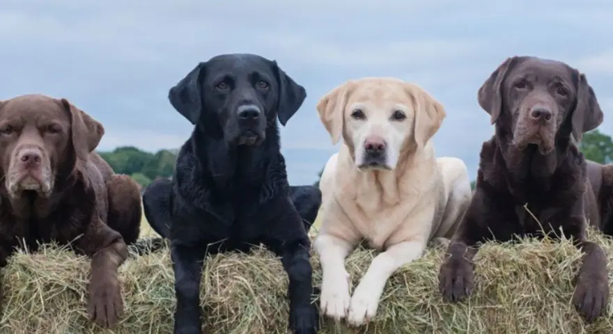 Cuatro labradores americanos, dos marrones, uno negro y uno rubio, descansan sobre fardos de heno bajo un cielo nublado.