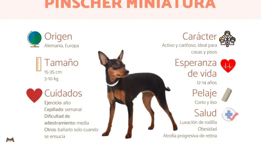 Un pinscher miniatura, activo y cariñoso, de origen alemán. Ideal para pisos, con pelaje corto y liso.
