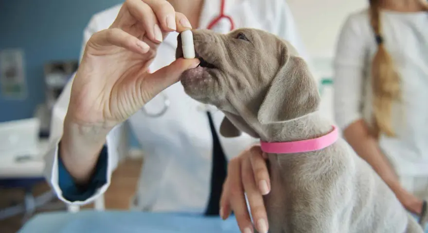 Veterinario administra pastilla a cachorro para desparasitar perro interno y externo.