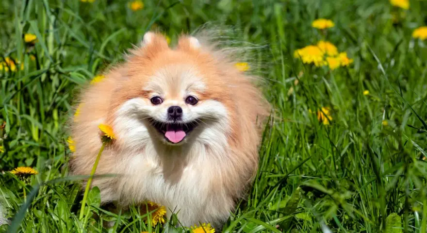 Un adorable pomerania de 2 meses, con su pelaje esponjoso y una sonrisa radiante, juega feliz entre dientes de león y hierba verde.