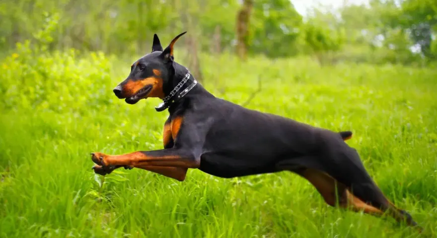 Un perro doberman negro y fuego corre velozmente por un campo de hierba alta y verde, con un collar plateado.