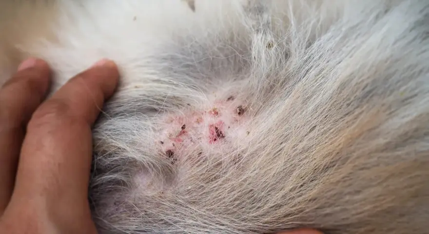Piel irritada y enrojecida en un perro, mostrando los primeros signos de sarna en perros como empieza.
