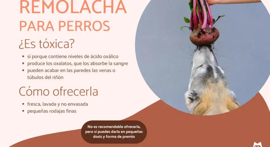 Un perro curioso intenta morder una remolacha fresca. Los perros pueden comer remolacha, pero con moderación.