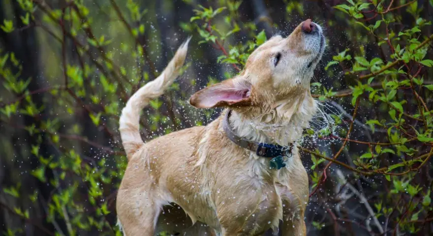 Un perro mojado se sacude vigorosamente, salpicando agua por todas partes. Es un momento divertido que explica porque se sacuden los perros.